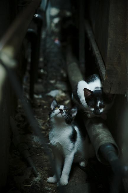 “成都滑轮赛场，年轻选手挑战历史，激烈角逐进行时”
