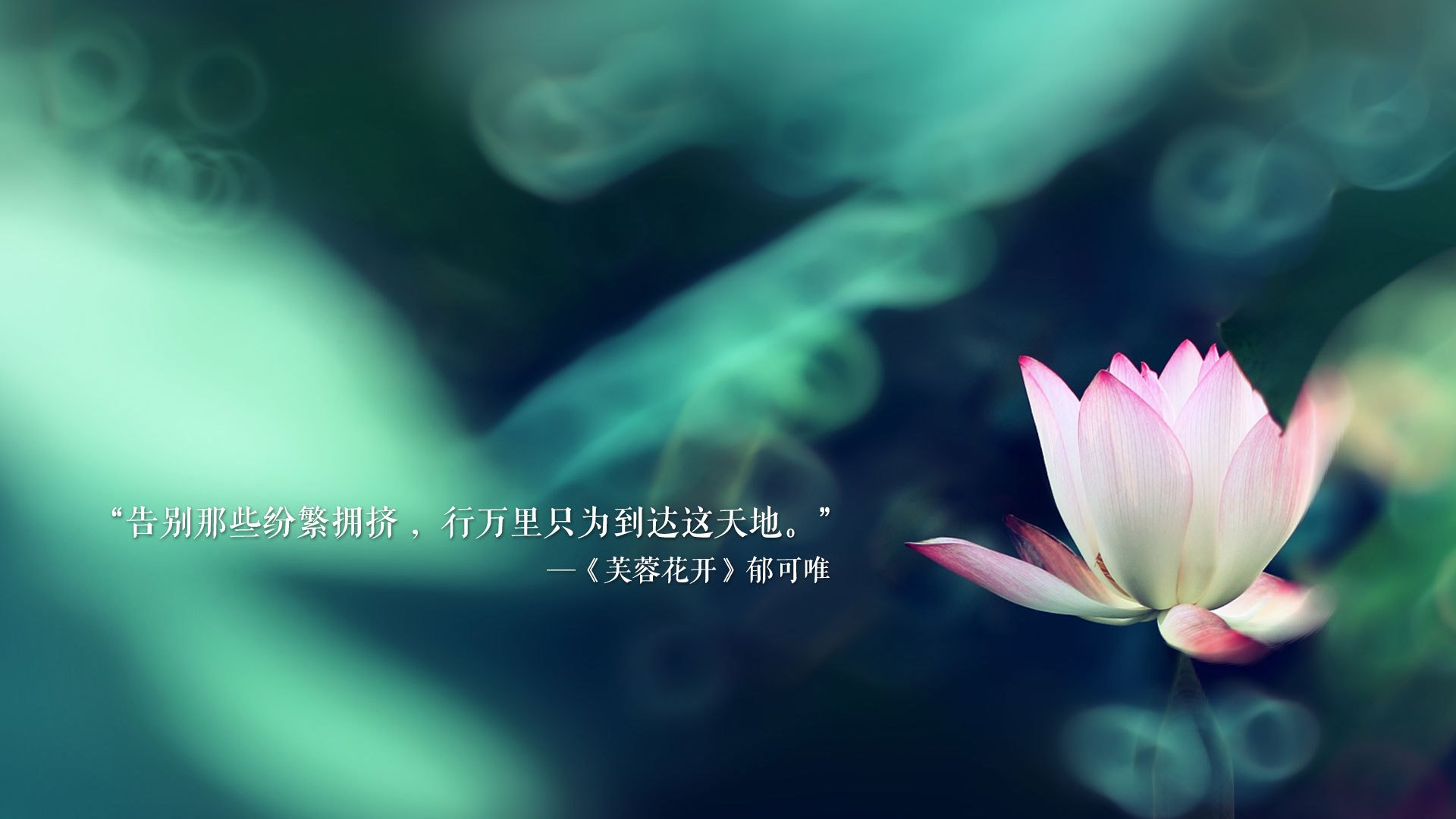新西兰男子橄榄球队的年轻力量逐渐崭露头角，新西兰橄榄球队徽